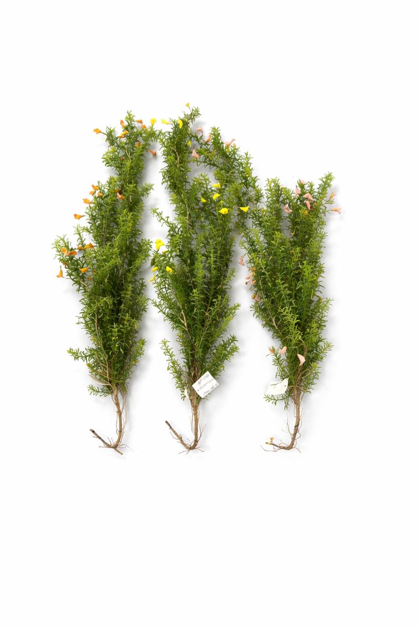  ხელოვნური დეკორატიული ტოტი 04-6